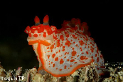 Nudi Branch, Canon EOS 400D, Sea n Sea housing and YS 90 ... by Teguh Tirtaputra 